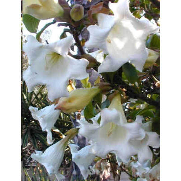 Buy Herald's Trumpet Seeds Rarexoticseeds