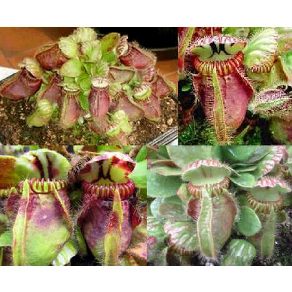 Cephalotus Follicularis Seeds (Australian Pitcher Plant)