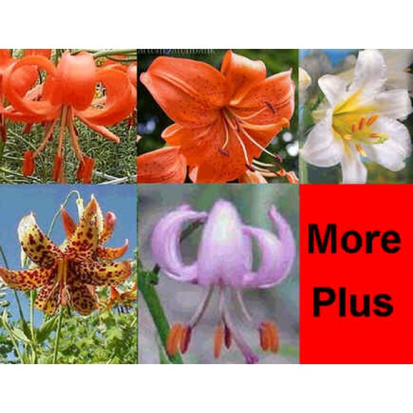 Lilium Seeds Mix (Fine Mixed Lily Seeds)
