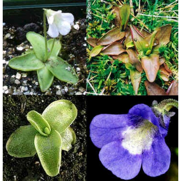 Pinguicula Balcanica Seeds (Butterwort Seeds) (Temperate)