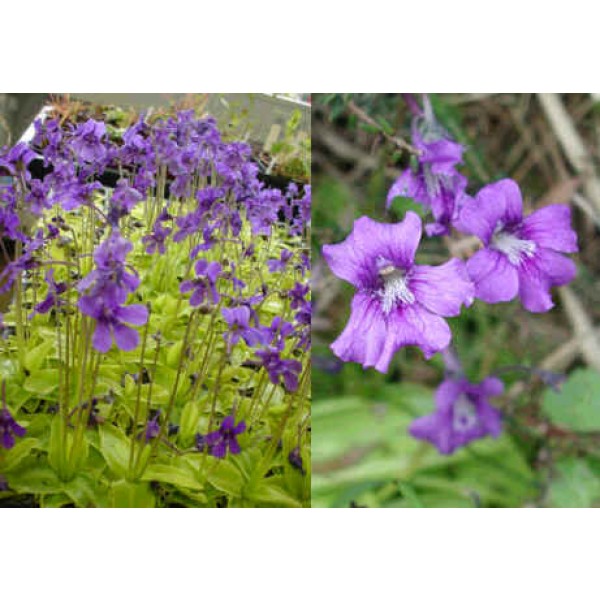 Pinguicula Grandiflora Seeds (European Butterwort Seeds) (Temperate)