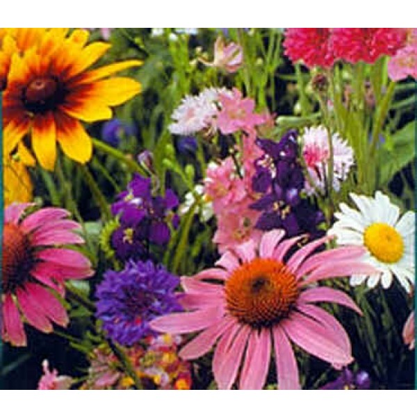 Wildflower Seeds Mix (Butterfly Flower Seeds)