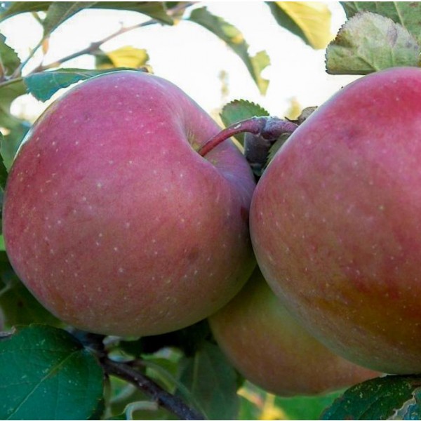 Buy Fuji Apple Seeds Rarexoticseeds
