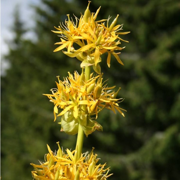 Buy Great Yellow Gentian Seeds Rarexoticseeds