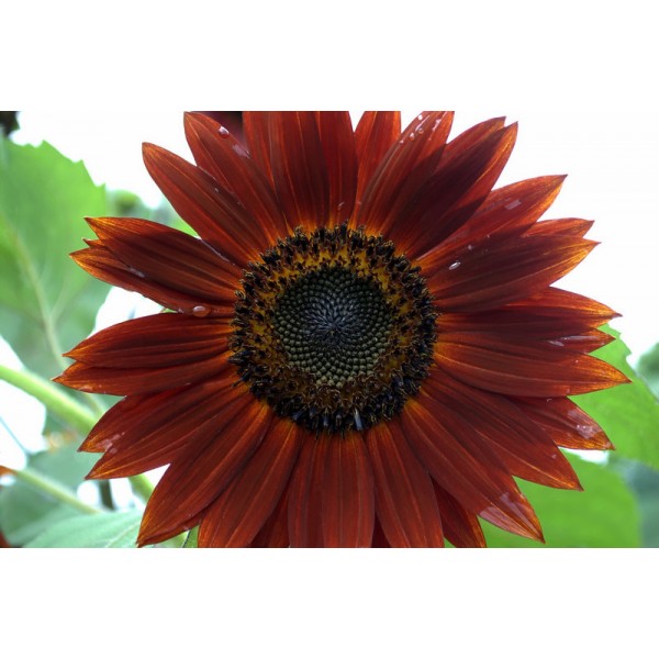 Sunflower Plant Seeds (Helianthus Chocolate Seeds)