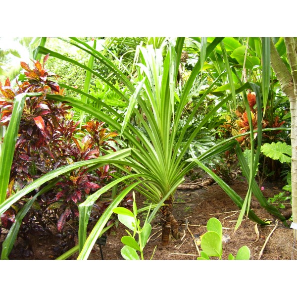 Pandanus Furcatus Seeds (Korr, Pandan, Himalayan/Nepal Screw Pine)