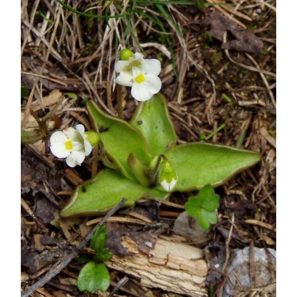 Buy Alpine Butterwort Seeds Online Rarexoticseeds