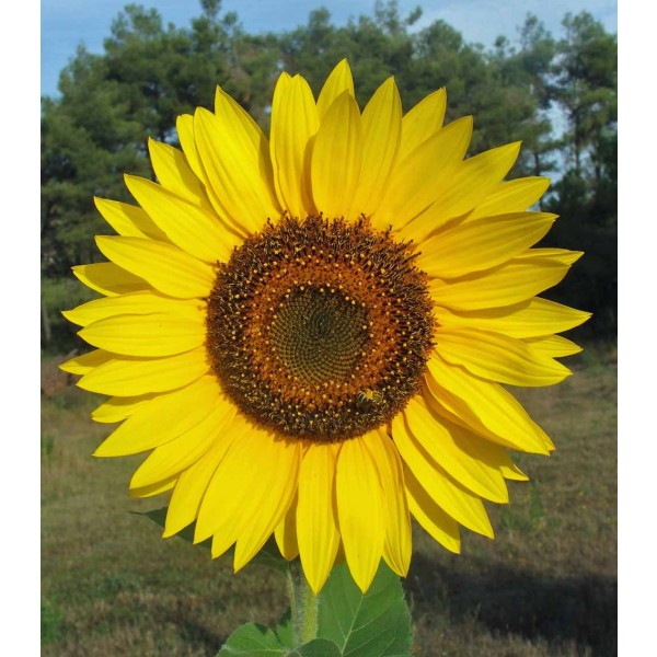 http://www.rarexoticseeds.com/media/catalog/product/cache/1/image/600x600/9df78eab33525d08d6e5fb8d27136e95/s/p/spot-the-honey-bee-on-the-giant-sunflower.jpg
