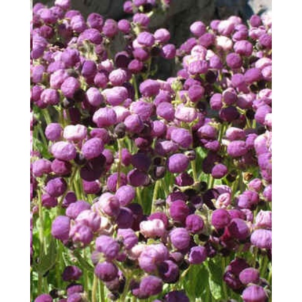 Buy Tropical Indoor Plants Seeds