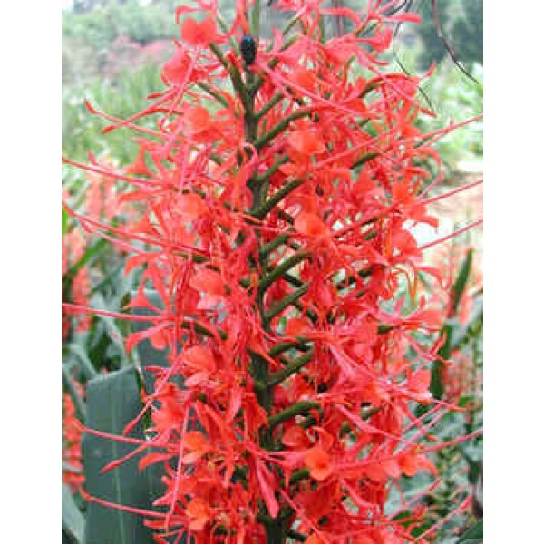 Alpinia Malaccensis Seeds (Ginger Seeds)