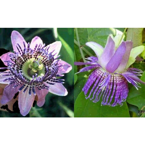 Buy Passion Flower Seeds Online Rarexoticseeds