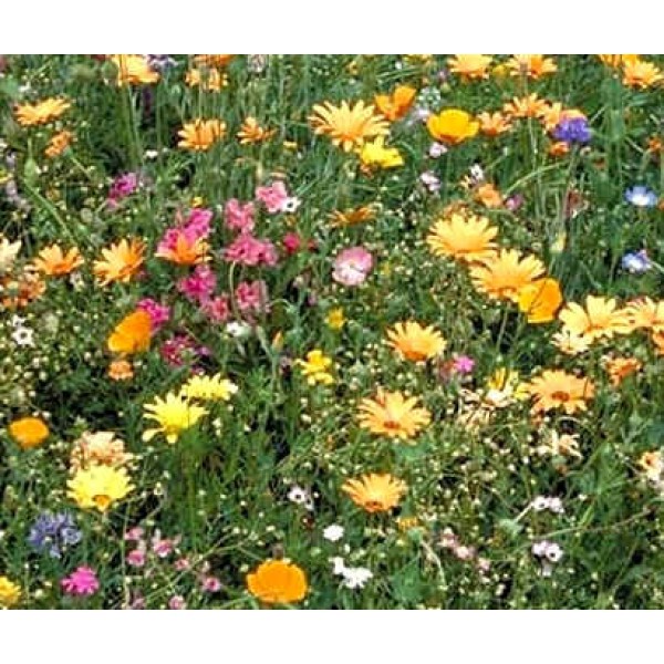 Buy Wildflower Seeds Shade Rarexoticseeds