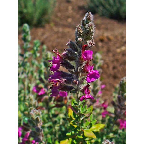 Teucrium Marum Seeds (Cat Thyme Seeds)