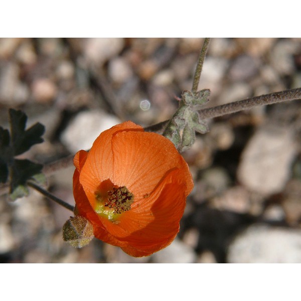 Buy Desert Globemallow Seeds Online Rarexoticseeds