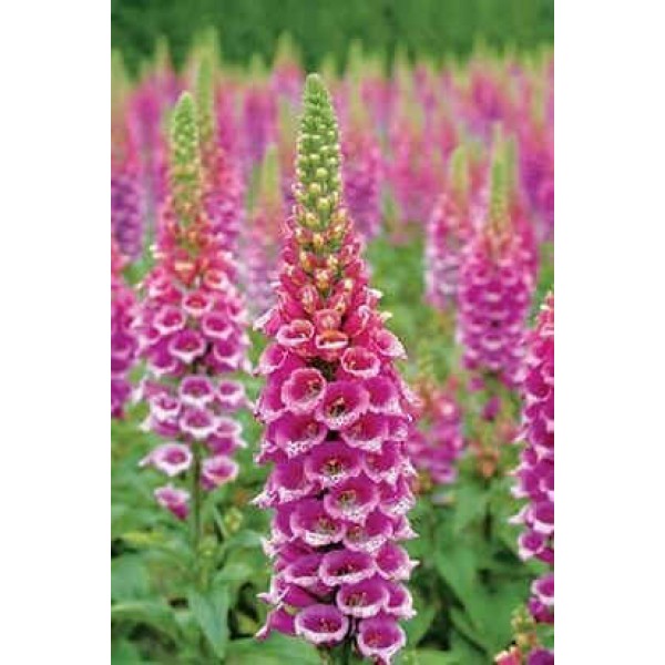 Upward Facing Foxglove Seeds Digitalis Candy Mountain Seeds