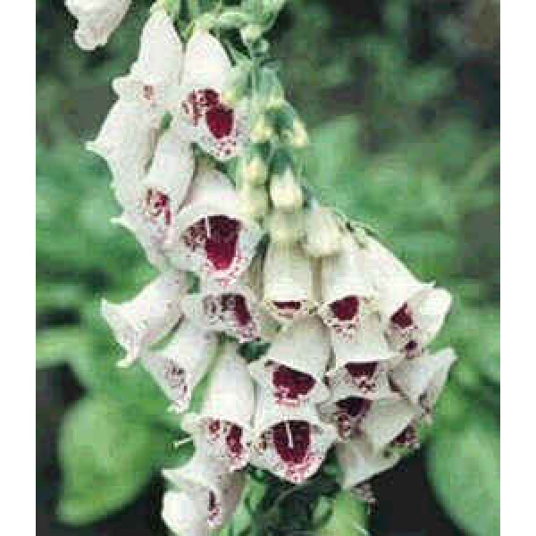 Digitalis Purpurea Elsie Kelsey Seeds (Digitalis Seeds)