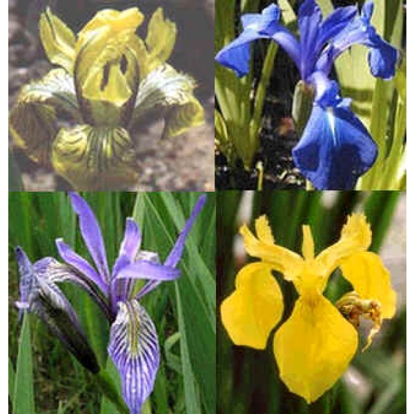Iris Seeds Mix