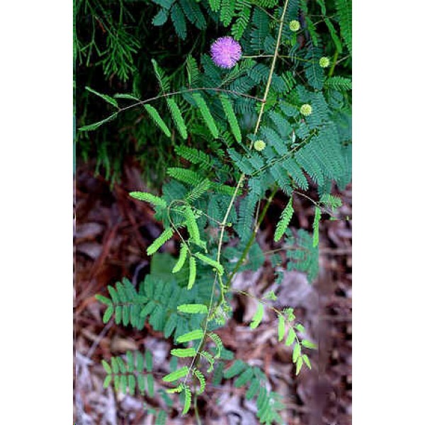 Mimosa Quadrivalvis Nuttallii Seeds (Mimosa Nuttallii Seeds, Cat's Claw)