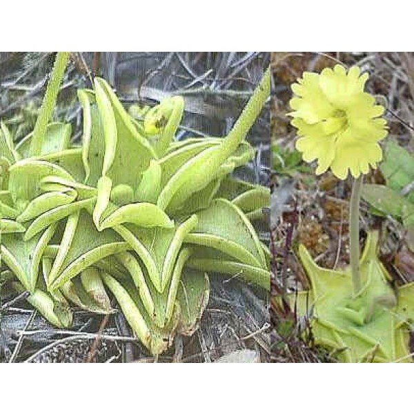 Buy Yellow Butterwort Seeds Rarexoticseeds