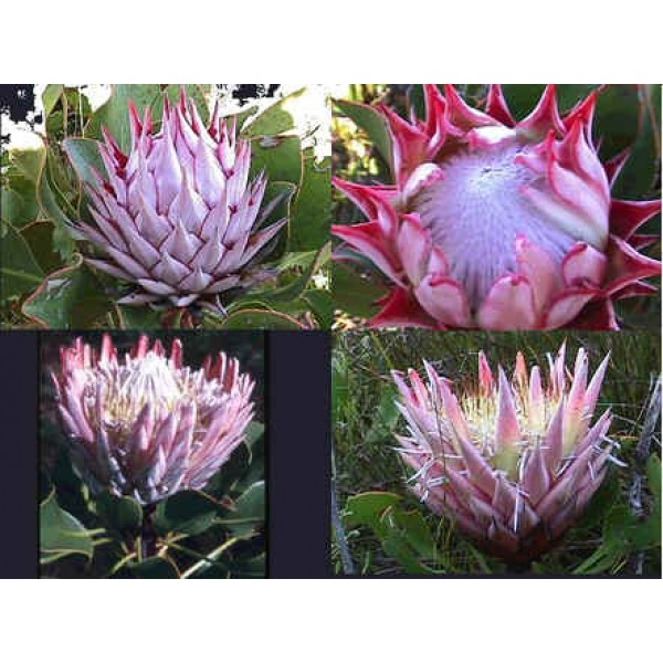 Buy King Protea Seeds Rarexoticseeds