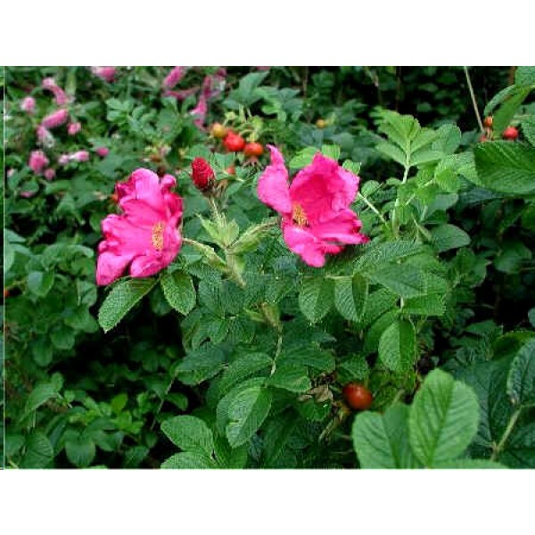 Rosa Rugosa Pink Seeds (Japanese Rose Seeds)