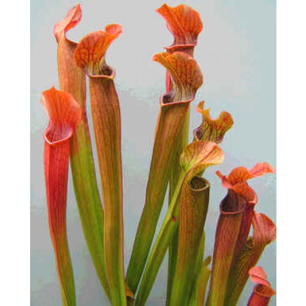 Buy Red Pitcher Plant Seeds Rarexoticseeds