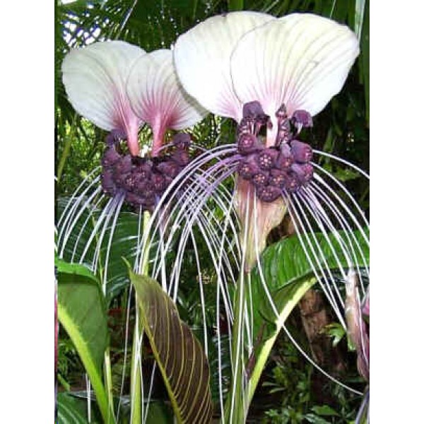 Tacca Integrifolia Seeds (Purple Bat Flower Seeds, Cat's Wiskers Seeds)