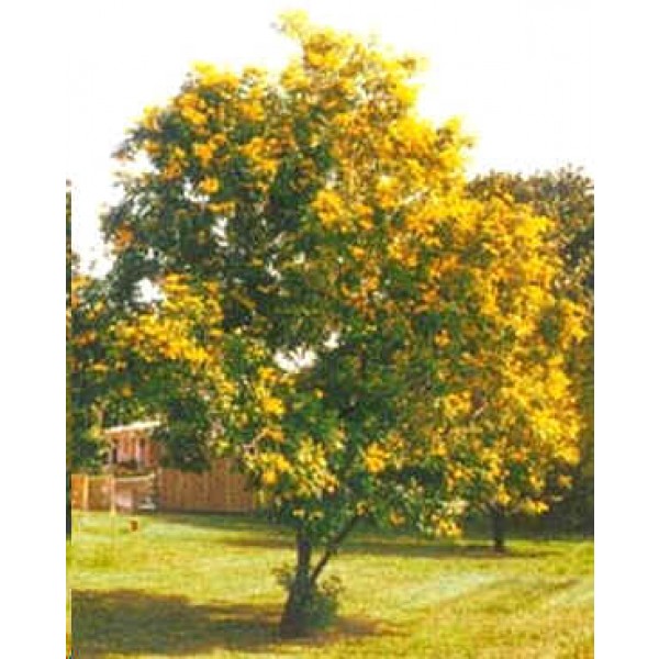 yellow tecoma stans bells elder tree trumpet seeds common name rarexoticseeds