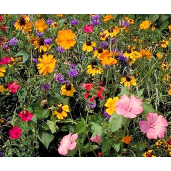 Buy Wildflower Seeds Southeastern Rarexoticseeds