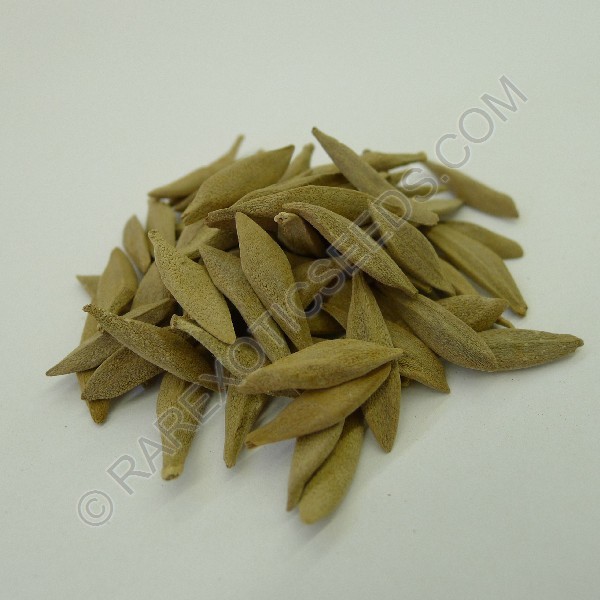 Buy Herald's Trumpet Seeds Rarexoticseeds