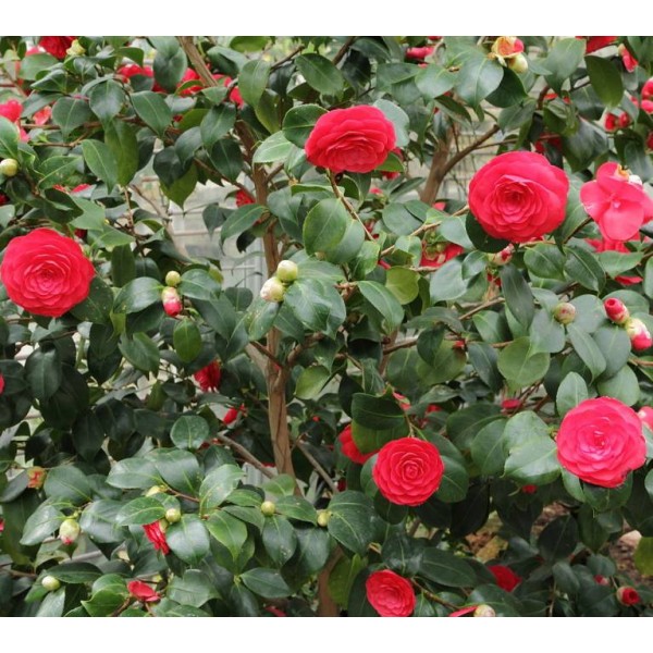 When the camellia is in the air