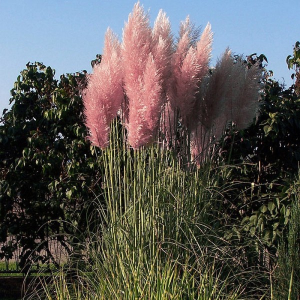 Buy Pink Pampas Grass Seeds Online Rarexoticseeds