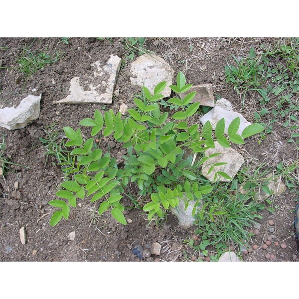 Buy Liquorice Seeds Online Rarexoticseeds