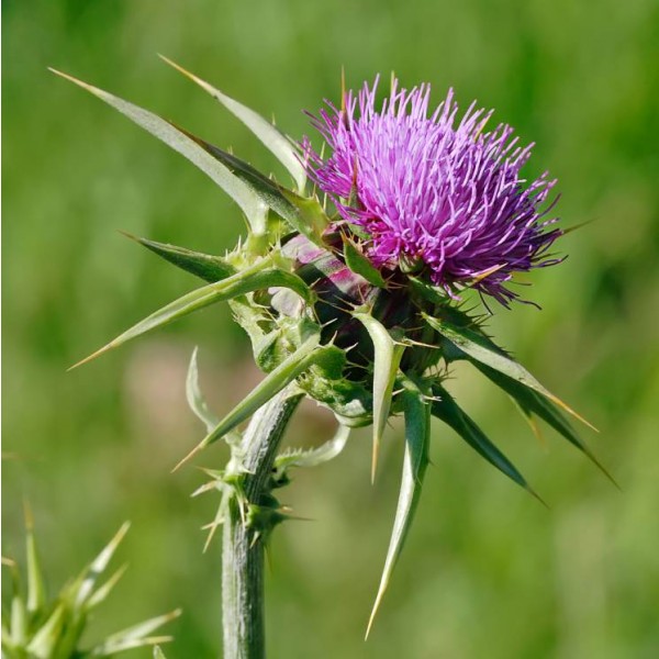 Milk Thistle Seeds (Silybum marianum)