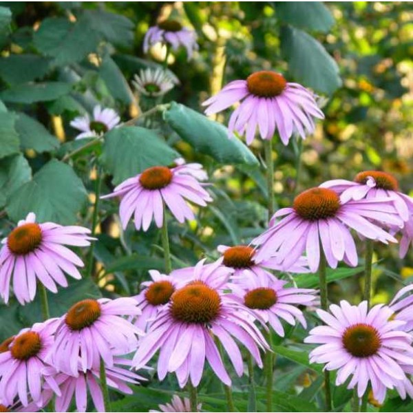 Echinacea Angustifolia Seeds (Narrowleaved Purple Coneflower Seeds)