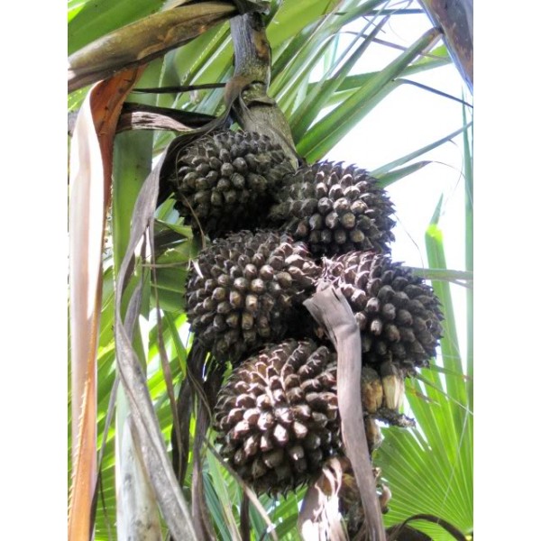 Pandanus Furcatus Seeds (Korr, Pandan, Himalayan/Nepal Screw Pine)