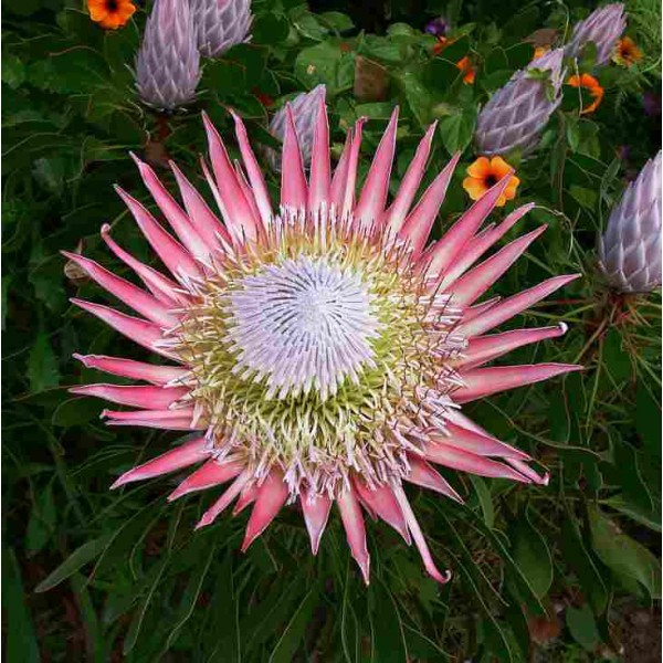 Buy King Protea Seeds Rarexoticseeds