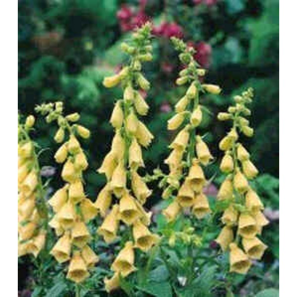 Graines Digitalis Grandiflora (Digitale à Grandes Fleurs Jaunes)