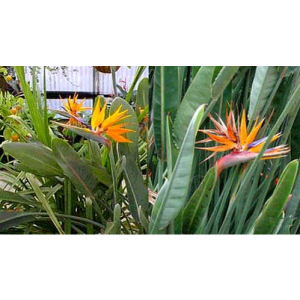 Strelitzia Reginae Graines Graines Strelitzia (Oiseau Du Paradis