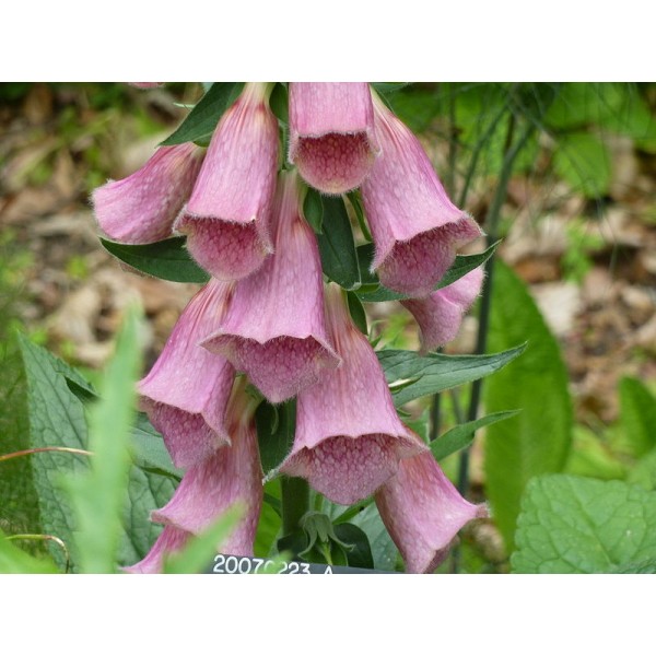 Strawberry Foxglove Seeds Digitalis Mertonensis Seeds