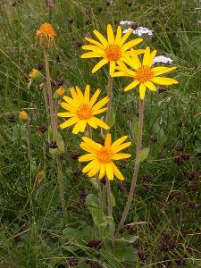 Arnica Montana Seeds (Leopard's Bane Seeds)