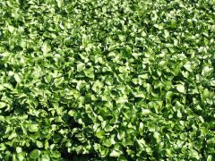 Dionaea Muscipula Giant Forms Mix (Venus Flytrap)