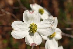 Cornus Florida (Flowering Dogwood)
