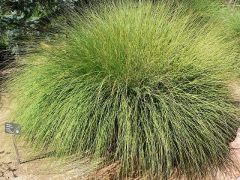 Muhlenbergia Rigens Seeds