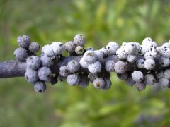 Morella Cerifera (Wax Myrtle)