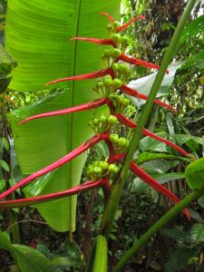 Heliconia Aemygdiana