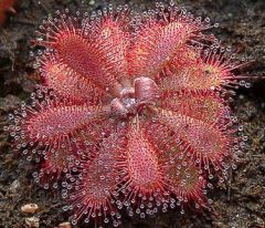 Drosera Montana