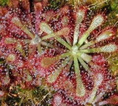 Drosera Natalensis
