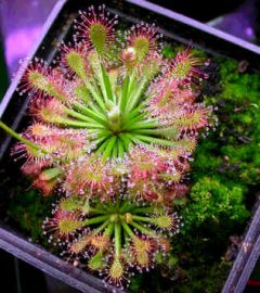 Drosera Roraimae