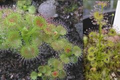 Drosera Stolonifera Stolonifera